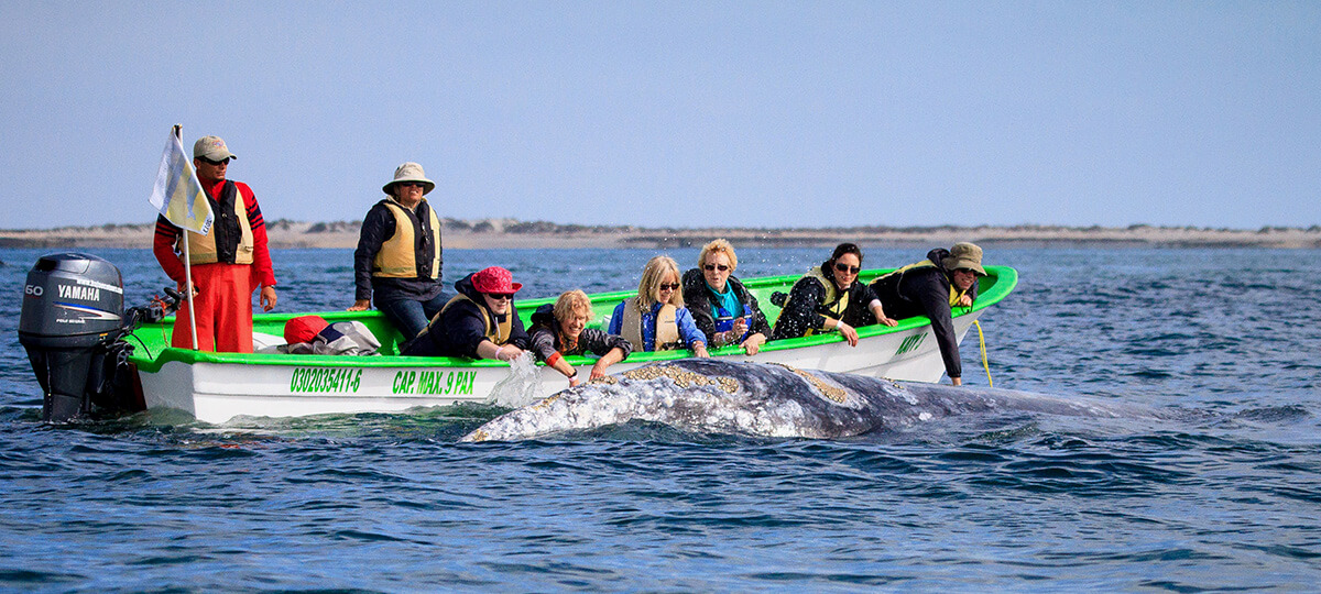 gray whale people on a boat