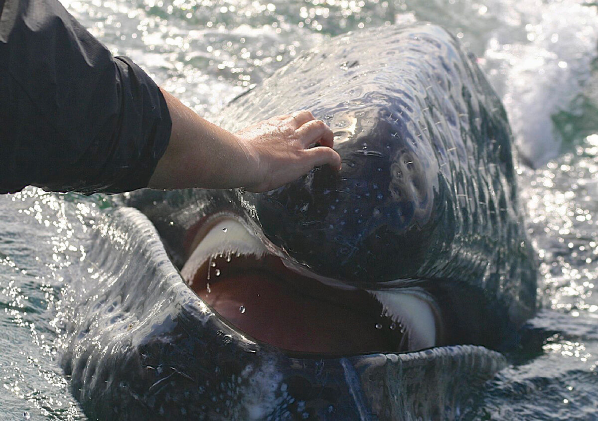 petting a whale