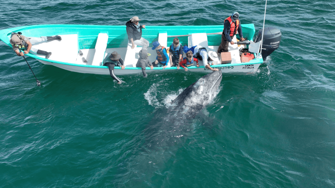 gray whale