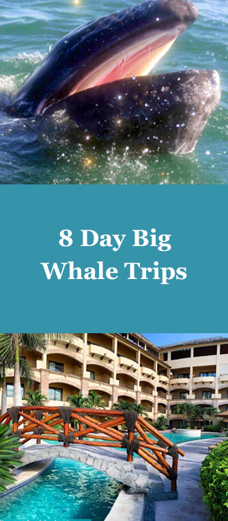 8 day big whale trip