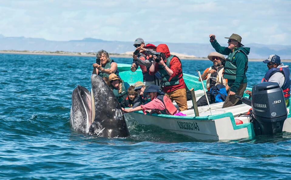 gray whale